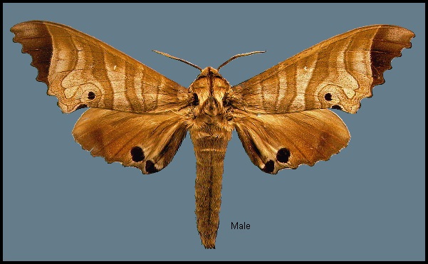 Male Marumba saishiuana formosana. Photo: &copy; NHMUK
