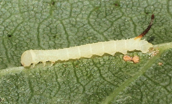 First-instar larva of Marumba saishiuana formosana, Taiwan. Photo: &copy; Stefan Wils.