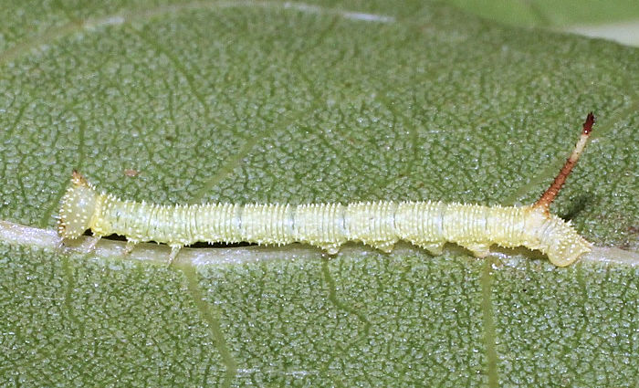 Second-instar larva of Marumba saishiuana formosana, Taiwan. Photo: &copy; Stefan Wils.