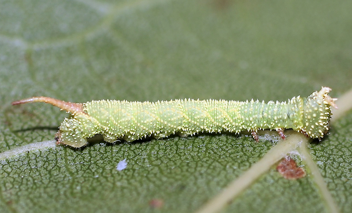 Third-instar larva of Marumba saishiuana formosana, Taiwan. Photo: &copy; Stefan Wils.