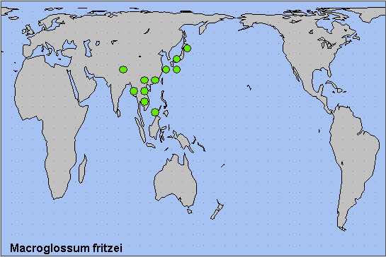 Global distribution of Macroglossum fritzei. Map: &copy; NHMUK.