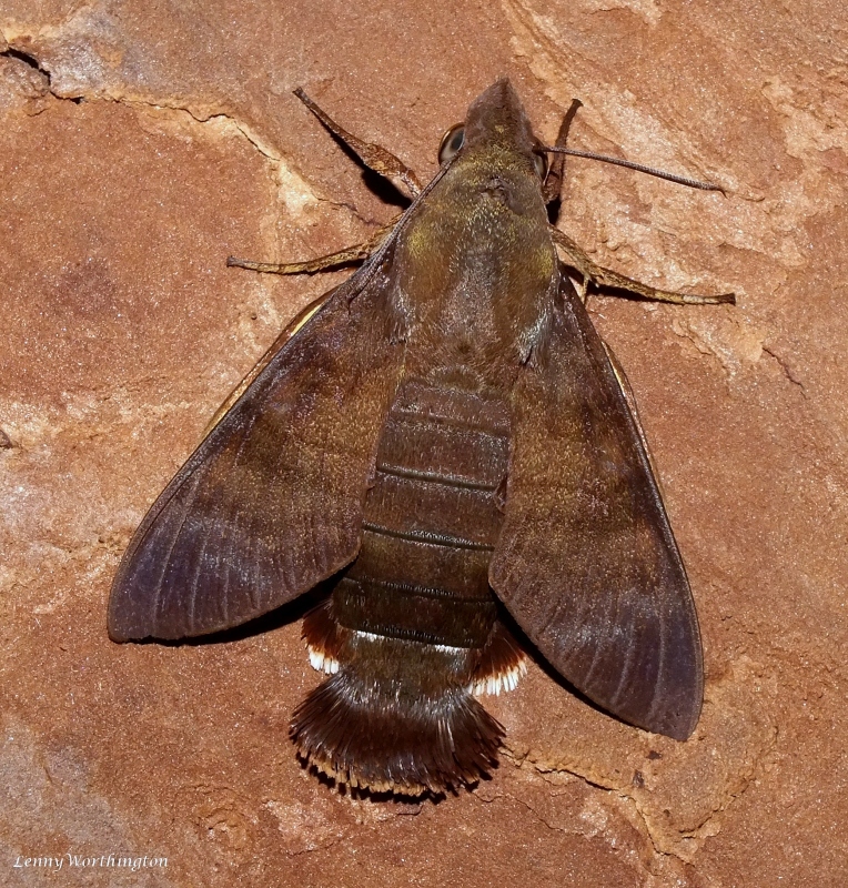 Adult Macroglossum glaucoptera, Pattaya, Chonburi, Thailand, 18.vii.2022 . Photo: &copy; Lenny Worthington.