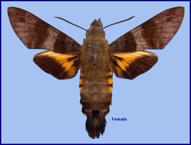 Female Macroglossum glaucoptera. Photo: &copy; NHMUK