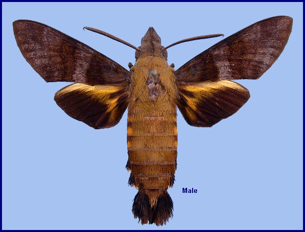 Male Macroglossum glaucoptera. Photo: &copy; NHMUK