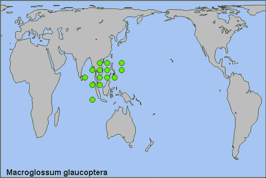 Global distribution of Macroglossum glaucoptera. Map: &copy; NHMUK.