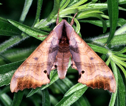 Male Marumba gaschkewitschii gressitti, Taiwan. Photo: &copy; Felix Lin.