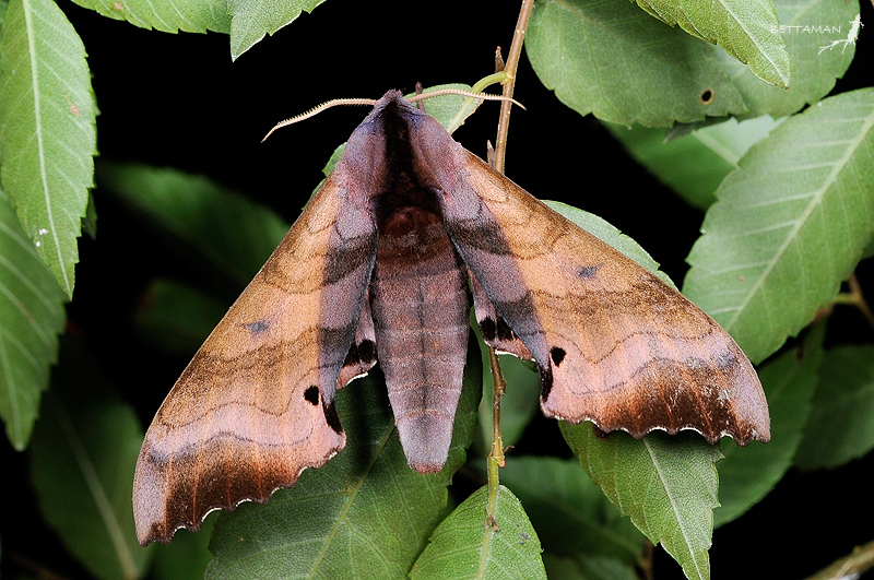 Male Marumba gaschkewitschii gressitti, Renluen (1400m), Nantou Hsien, Taiwan. Photo: &copy; Shipher Wu.