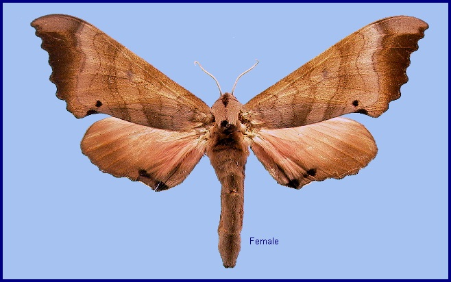 Female Marumba gaschkewitschii gressitti. Photo: &copy; NHMUK
