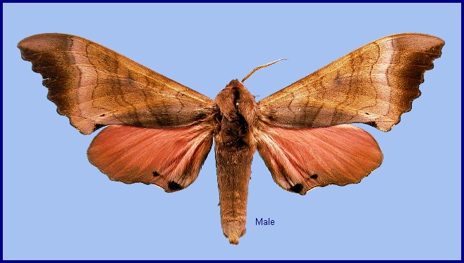 Male Marumba gaschkewitschii gressitti. Photo: &copy; NHMUK