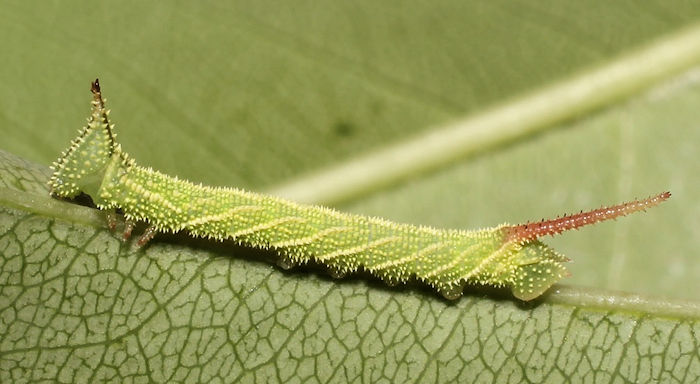 Second-instar larva of Marumba gaschkewitschii gressitti, Taiwan. Photo: &copy; Stefan Wils.