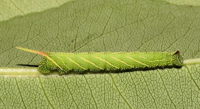 Third-instar larva of Marumba gaschkewitschii gressitti, Taiwan. Photo: &copy; Stefan Wils.