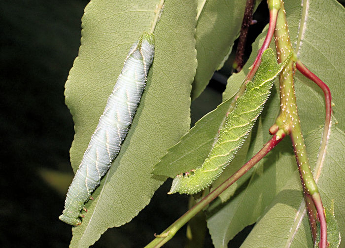 Fourth- (green) and fifth- (grey) instar larva of Marumba gaschkewitschii gressitti, Taiwan. Photo: &copy; Stefan Wils.