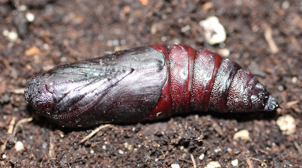 Pupa of Marumba gaschkewitschii gressitti, Taiwan. Photo: &copy; Stefan Wils.