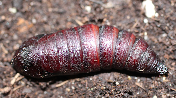 Pupa of Marumba gaschkewitschii gressitti, Taiwan. Photo: &copy; Stefan Wils.