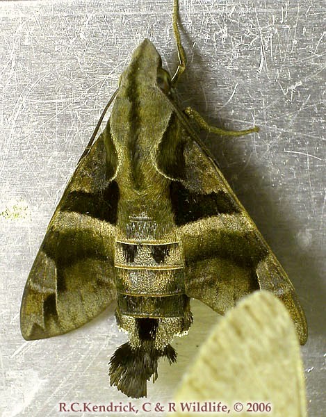 Adult Macroglossum divergens heliophila, Hong Kong. Photo: &copy; Roger Kendrick