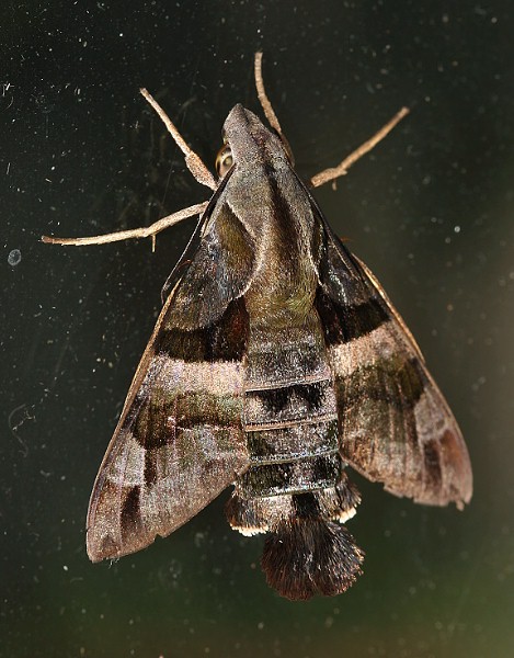 Adult Macroglossum divergens heliophila, Taiwan. Photo: &copy; Henry Tzuoo.