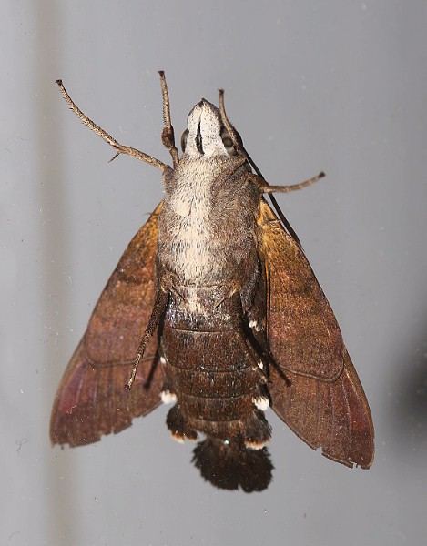 Adult Macroglossum divergens heliophila, Taiwan. Photo: &copy; Henry Tzuoo.