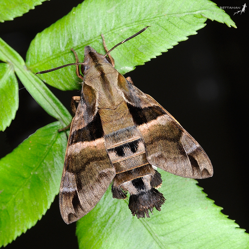 Female Macroglossum divergens heliophila, Neihu, Taipei, Taiwan. Photo: &copy; Shipher Wu.