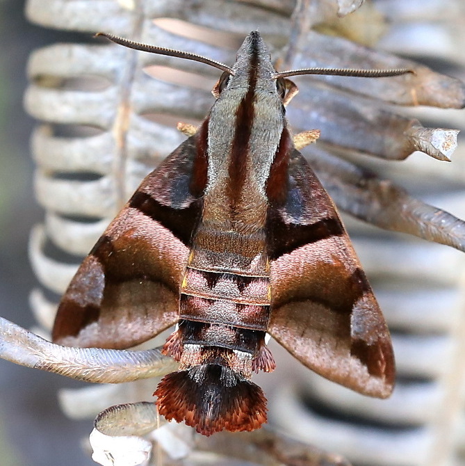 Male Macroglossum divergens heliophila, Ko Phangan, Surat Thani, Thailand, 24.iii.2013. Photo: &copy; Antonio Giudici.