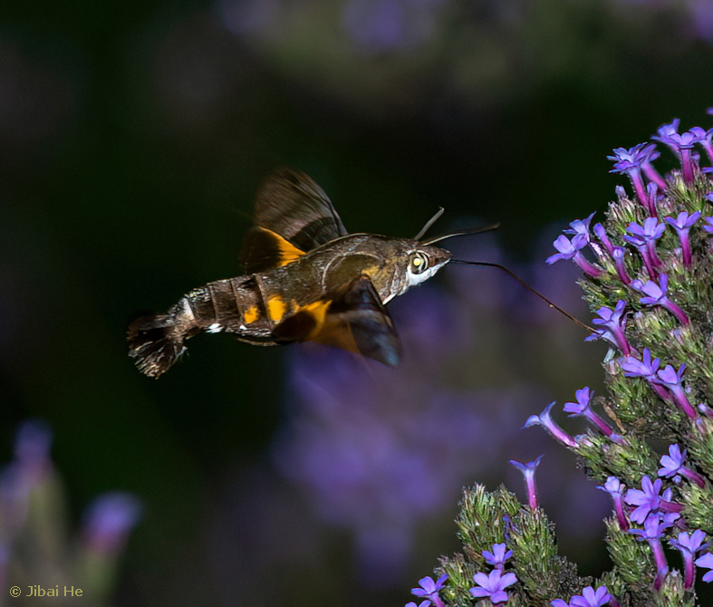 Macroglossum divergens heliophila, Nanji Islands National Nature Reserve, Wenzhou, Zhejiang, China, 30.vii.2023. Photo: &copy; He JiBai.
