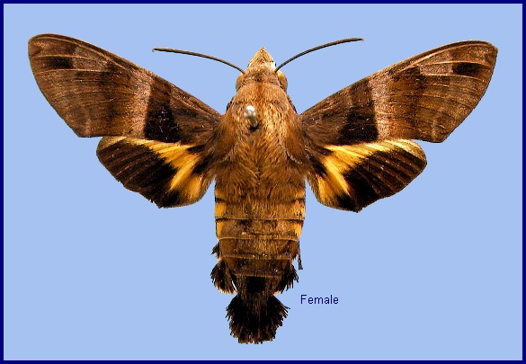 Female Macroglossum divergens heliophila. Photo: &copy; NHMUK