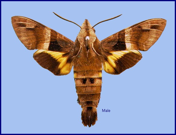 Male Macroglossum divergens heliophila. Photo: &copy; NHMUK
