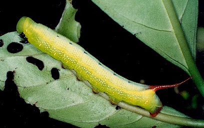 Full-grown green form larva of Macroglossum divergens heliophila on Psychotria rubra, Hong Kong, China. Photo: &copy; Kent H. K. Li.