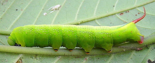 Full-grown green form larva of Macroglossum divergens heliophila on Psychotria sp., Kon Loc Village (Kon Ka Kinh National Park), K'Bang District, Gia Lai Province, Vietnam, 1110m, 9.iv 2012. Photo: &copy; Vadim Zolotuhin.