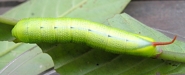 Full-grown green form larva of Macroglossum divergens heliophila on Psychotria sp., Kon Loc Village (Kon Ka Kinh National Park), K'Bang District, Gia Lai Province, Vietnam, 1110m, 9.iv 2012. Photo: &copy; Vadim Zolotuhin.