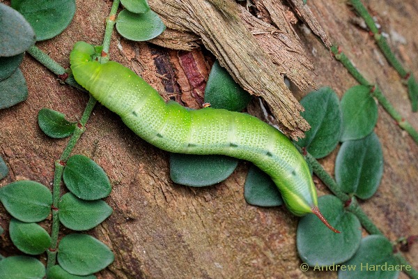 Full-grown green form larva of Macroglossum divergens heliophila on Psychotria serpens, Hong Kong, xi.2023. Photo: &copy; Andrew Hardacre.
