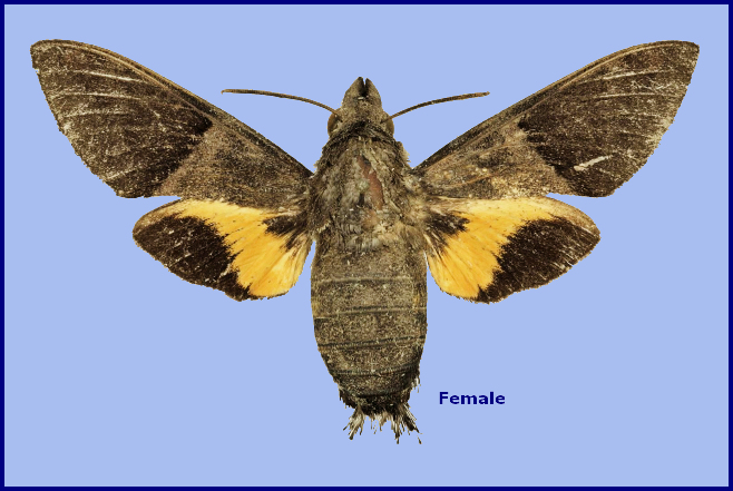 Female Macroglossum hemichroma, Road from Palopo, Puncak Palopo, Sulawesi Selatan, South-Sulawesi, Indonesia. Photo: &copy; The Trustees of the Natural History Museum, London (Sphingidae Taxonomic Inventory, NHMUK)
