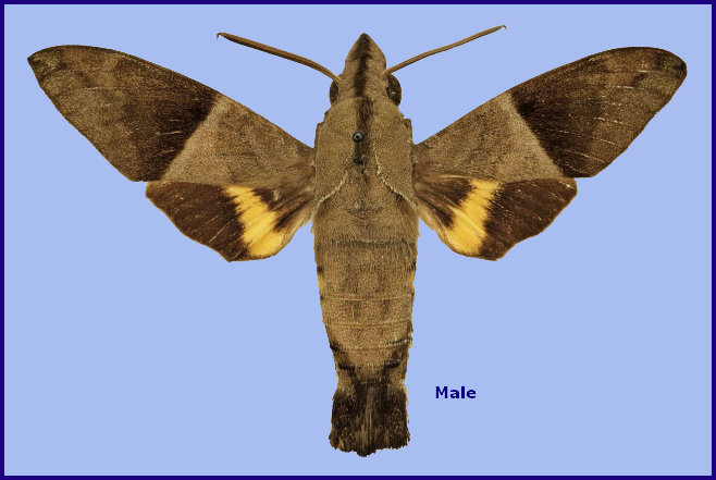 Male Macroglossum hemichroma, Java, Indonesia. Photo: &copy; The Trustees of the Natural History Museum, London (Sphingidae Taxonomic Inventory, NHMUK)