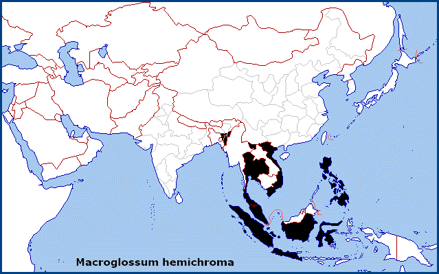 Global distribution of Macroglossum hemichroma. Map: &copy; Tony Pittaway.
