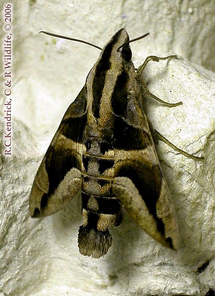 Adult Macroglossum mitchellii imperator, Hong Kong. Photo: &copy; Roger Kendrick