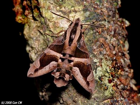 Adult Macroglossum mitchellii imperator, Bukit Fraser, Malaysia. Photo: &copy; CheongWeei Gan.