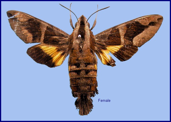 Female Macroglossum mitchellii imperator. Photo: &copy; NHMUK