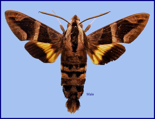 Male Macroglossum mitchellii imperator. Photo: &copy; NHMUK