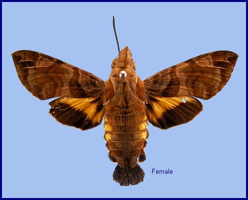 Female Macroglossum troglodytus troglodytus. Photo: &copy; NHMUK