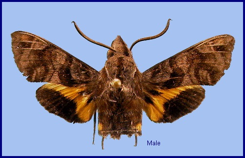 Male Macroglossum troglodytus troglodytus. Photo: &copy; NHMUK
