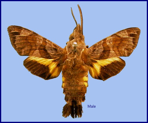 Male Macroglossum troglodytus troglodytus, Hong Kong, China. Photo: &copy; NHMUK