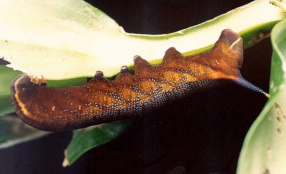 Full-grown brown larva of Macroglossum troglodytus troglodytus on Hedyotis acutangulata, Hong Kong, China. Photo: &copy; Kent H. K. Li.