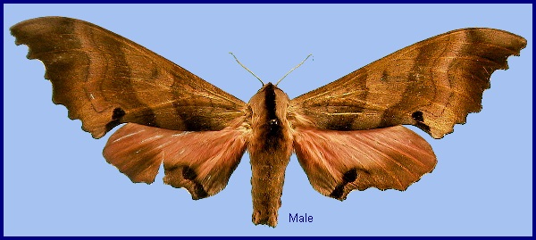 Male Marumba irata. Photo: &copy; NHMUK