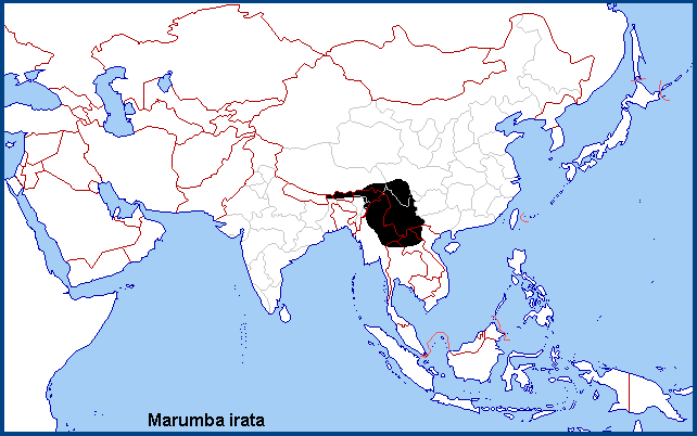 Global distribution of Marumba irata. Map: &copy; NHMUK.