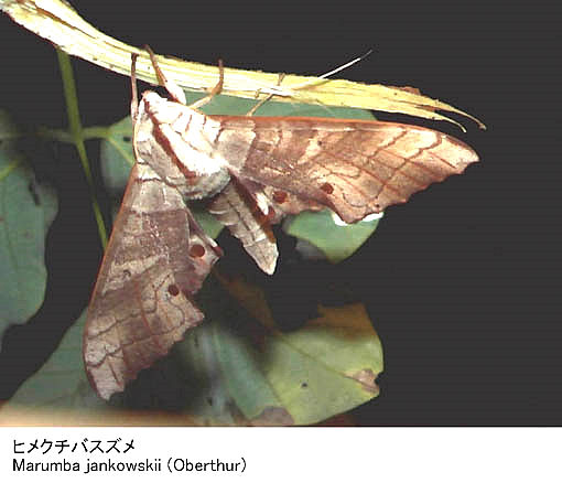 Resting Marumba jankowskii, Japan. Photo: &copy; Kenichiro Nakao.