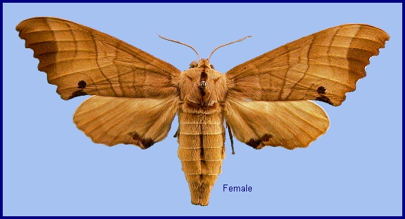 Female Marumba jankowskii. Photo: &copy; NHMUK
