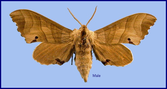 Male Marumba jankowskii. Photo: &copy; NHMUK