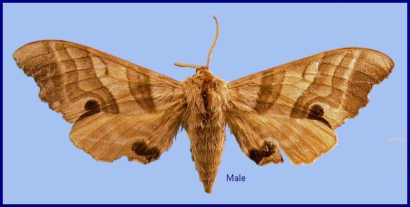 Male Marumba jankowskii. Photo: &copy; NHMUK