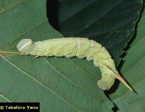 Final instar green form larva of Marumba jankowskii, Honshu, Japan. Photo: &copy; Takahiro Yano.