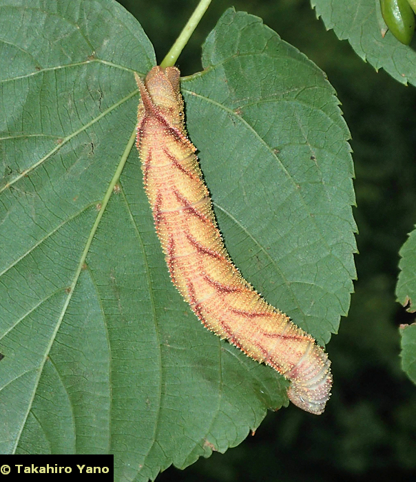 Final instar red form larva of Marumba jankowskii, Honshu, Japan. Photo: &copy; Takahiro Yano.