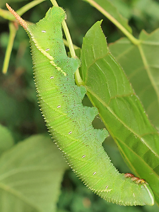 Final instar green form larva of Marumba jankowskii on Tilia amurensis, Pyeongchang, Kangwon Province, South Korea, 2.viii.2019. Photo: &copy; Vyacheslav Ivonin & Yanina Ivonina